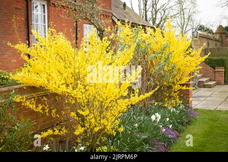 Forsythia x intermedia goldrush, Forsythia blüht im Frühling in einem britischen Garten Stockfoto