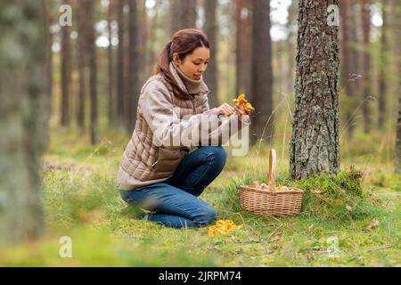 Junge Frau Pilze im Herbst Wald Stockfoto