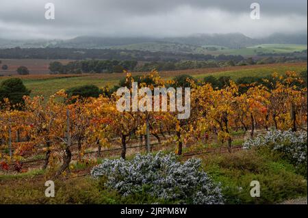 Herbstlicher Weingarten Stockfoto