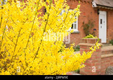 Forsythia blüht (Forsythia x intermedia goldrush) in einem Garten, UK Stockfoto