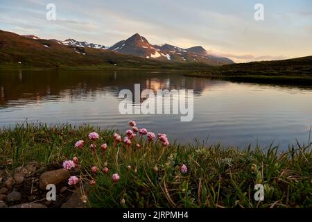 Blumen am Ufer des Sees Stockfoto