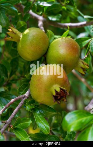 Grüner Granatapfel, der auf einem Ast reift Stockfoto