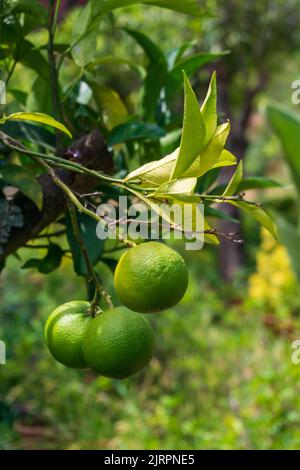 Ein Zweig mit grünen reifen Orangen im Garten Stockfoto
