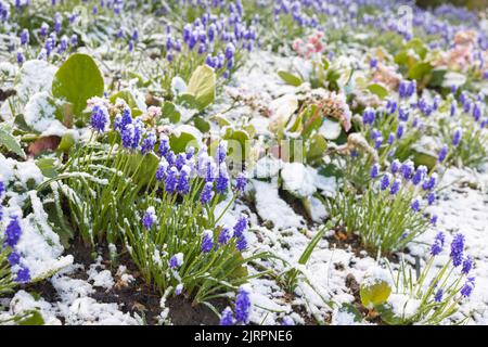 Im Frühling, Großbritannien, sind die Muscari-Birnen in einer Blumengrenze mit Schnee bedeckt Stockfoto