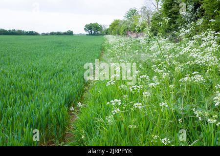 Wildblumen, Kuhsilie, die in einem Ackerland auf britischem Ackerland wächst Stockfoto