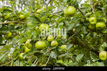 Kochen von Äpfeln (Bramley-Äpfel), die in einem Apfelbaum in einem britischen Garten wachsen Stockfoto