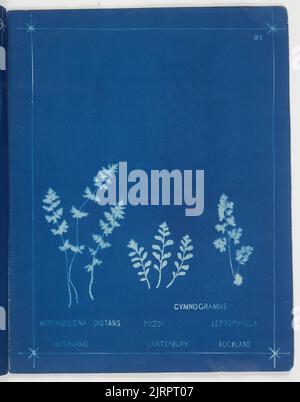 Cymnogram. Aus dem Album: Neuseeländische Farne. 148 Sorten, 1880, Auckland, von Herbert Dobbie. Stockfoto