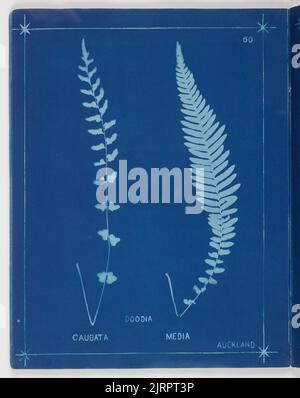 Doodia. Aus dem Album: Neuseeländische Farne. 148 Sorten, 1880, Auckland, von Herbert Dobbie. Stockfoto