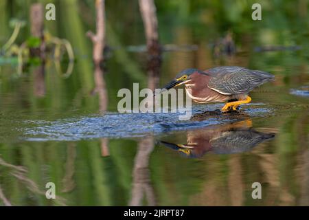 Grüner Reiher in den Sümpfen von Louisiana, mit einem Fisch im Schnabel. Stockfoto