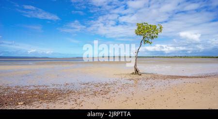 Ein einziger Mangrovenbaum, der an der Küste der Great Sandy Strait in Poona, Queensland, wächst. Ein sonniger Tag mit einem blauen, bewölkten Himmel und Schlamm Stockfoto