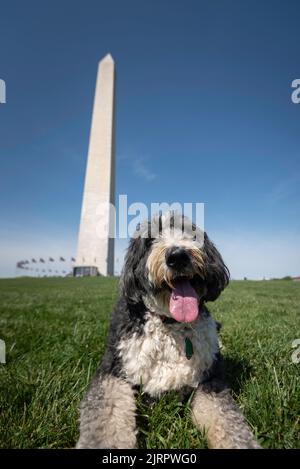Ein Bernedoodle, das an einem hellen, sonnigen Tag vor dem Washington Monument posiert. Stockfoto