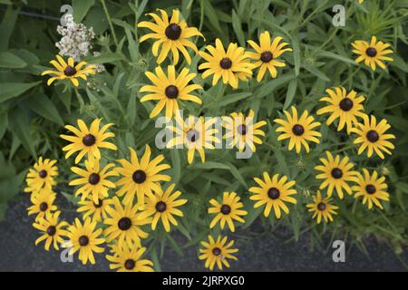 Brown Eyed Susan Blumen zeigen ihre lächelnden Gesichter in einem Garten in Brooklyn, New York. Stockfoto