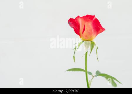 Rote rose Blume auf dem weißen Hintergrund isoliert Stockfoto