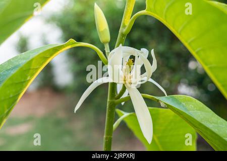 Weißer Champaka, blühend mit grünen Blättern im Garten Stockfoto