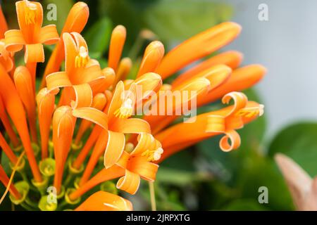 Nahaufnahme Fresh Orange Trompete, eine wunderschöne Flammenblume in der Natur Stockfoto