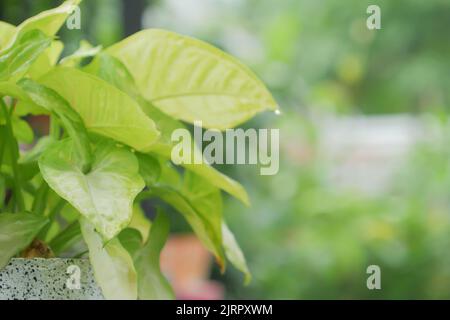 Grünes Blatt in einem weißen Topf im Garten. Natur grün lässt Pflanzen auf verschwommenem Hintergrund. Stockfoto