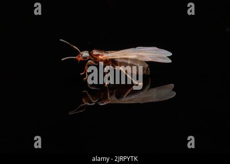 Eine Dark Rover Ameise (Brachymyrmex patagonicus) Königin während eines Hochzeitsfluges. Stockfoto