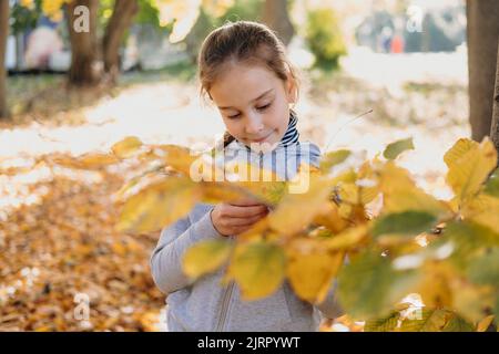 Nettes Schulmädchen, das sich im Herbst in einem Park entspannt und zwischen den gefallenen Blättern sitzt und konzentriert auf ein Blatt schaut. Bald im Herbst. Girl Among Stockfoto