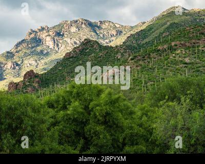 Die Sonoran Wüstenberge in der Nähe von Tucson Arizona werden nach einigen schweren Monsunregen der letzten Zeit smaragdgrün. Stockfoto