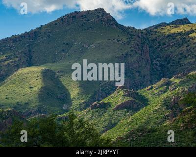 Die Sonoran Wüstenberge in der Nähe von Tucson Arizona werden nach einigen schweren Monsunregen der letzten Zeit smaragdgrün. Stockfoto