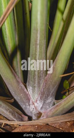 Detail von Lemongrass (Cymbopogon). Dieses Kraut wird häufig für Gewürz- und medizinische Zwecke in der Region Asien verwendet Stockfoto