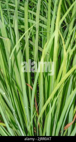 Detail von Lemongrass (Cymbopogon). Dieses Kraut wird häufig für Gewürz- und medizinische Zwecke in der Region Asien verwendet Stockfoto