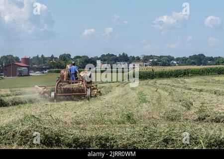 Strasburg, Pennsylvania, 19. August 2022: Amish-Frauen, Pferdeernter sammelt Heuballen auf dem Feld der Farm. Stockfoto