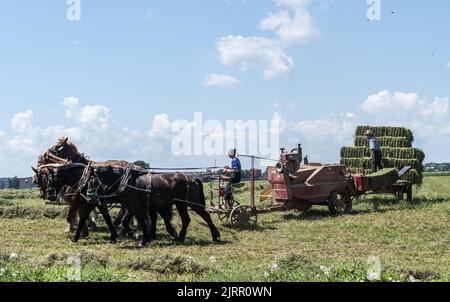 Strasburg, Pennsylvania, 19. August 2022: Amish-Frauen und -Mann mit einem von Pferden gezogenen Mähdrescher sammeln Heuballen auf dem Farmfeld in Lancaster County, Pennsylvania Stockfoto