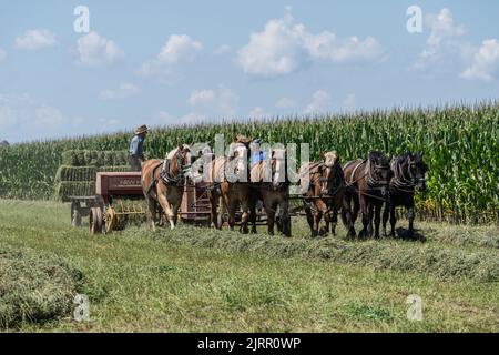 Strasburg, Pennsylvania, 19. August 2022: Amish-Frauen und -Mann mit Pferdeerntemaschine sammeln Heuballen auf dem Feld der Farm Stockfoto