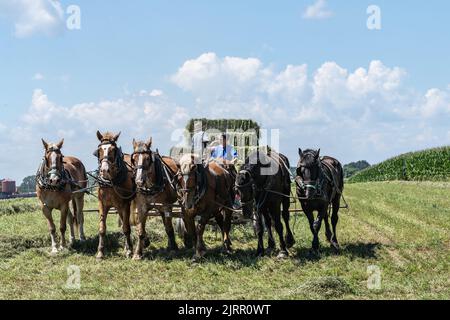 Strasburg, Pennsylvania, 19. August 2022: Amish-Frauen und -Mann mit Pferdeerntemaschine sammeln Heuballen auf dem Feld der Farm Stockfoto