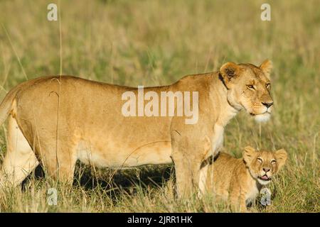 Löwe (Panthera leo) Löwin und Junge Stockfoto