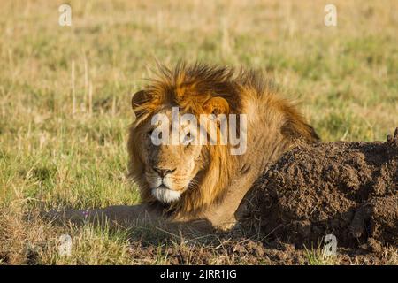 Löwe (Panthera leo) Erwachsener, männlich Stockfoto