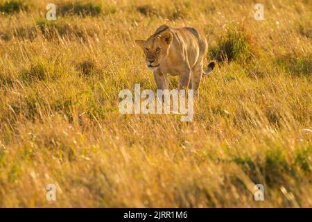Löwe (Panthera leo). Löwin geht hinterleuchtet. Stockfoto