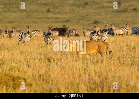 Löwe (Panthera leo). Junger Mann, der vor einer Herde Zebras (Equus quagga) läuft Stockfoto