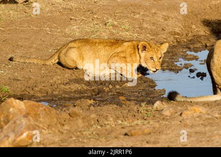 Löwe (Panthera leo). Jungtier trinkt an einem Wasserloch Stockfoto