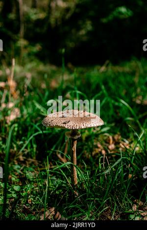 Pilzdolde Macrolepiota procera auf einem grünen sonnigen Rasen. Ansicht von oben. Platz kopieren. Stockfoto