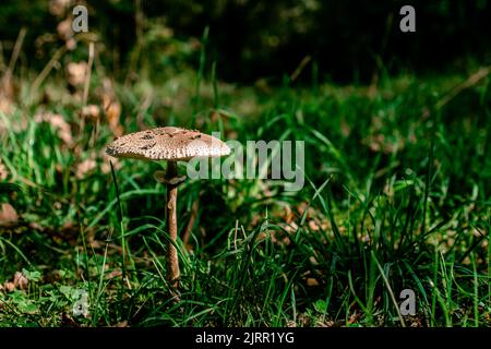 Pilzdolde Macrolepiota procera auf einem grünen sonnigen Rasen. Ansicht von oben. Platz kopieren. Stockfoto