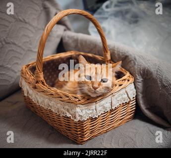 Rote flauschige Katze sitzt in einem Korb. Stockfoto
