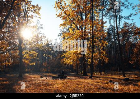 Herbstlandschaft schöne farbige Bäume im Wald, glühend im Sonnenlicht. Wunderbarer malerischer Hintergrund. Farbe in der Natur. Herrliche Aussicht. Unglaublich Stockfoto