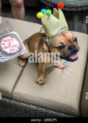 Die französische Bulldogge trägt zur Feier seines ersten Geburtstages einen Geburtstagshut mit einem Doggie-Kuchen in der Nähe. Stockfoto
