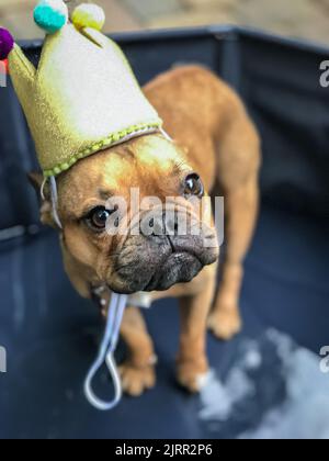 Nahaufnahme eines französischen Bulldoggen-Welpen mit Geburtstagshut, um seinen ersten Geburtstag zu feiern. Stockfoto