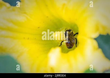 Nahaufnahme einer mit gelben Pollen bedeckten Biene mit orangenen Gürteln, die Nektar in einer gelben Blume sammelt. Auch bekannt als Tricolored Hummel, dieser Honig Stockfoto