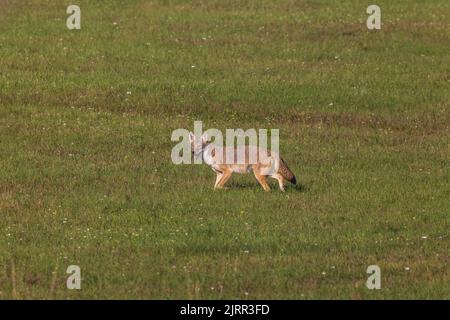 Coyote im Norden von Wisconsin. Stockfoto