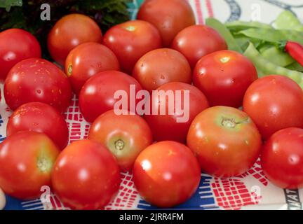 „Alicante“-Tomate, Tomate (Solanum lycopersicum) Stockfoto