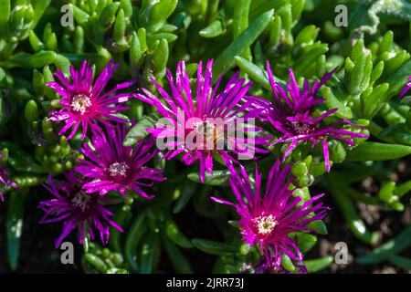 Nachgestellte Iceplant, frövisare Röd (Delosperma cooperi) Stockfoto