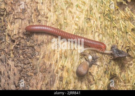 Roter Trigoniulus corallinus kriecht auf dem verwesenden Rindenbaum Stockfoto