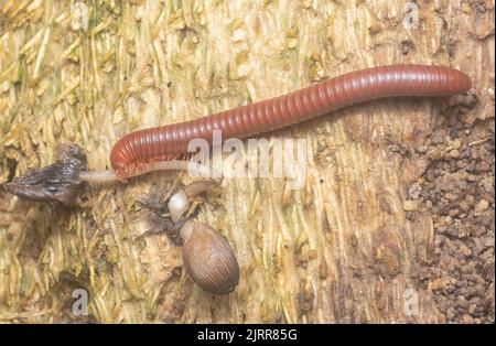 Roter Trigoniulus corallinus kriecht auf dem verwesenden Rindenbaum Stockfoto