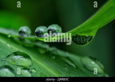 Nahaufnahme der Wassertropfen, die auf dem Gras hängen. Stockfoto