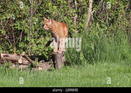 Eine kupferäugige, männliche orange Hauskurzhaarkatze (Felis catus), die draußen auf einem Holzhaufen steht und nach Beute sucht Stockfoto