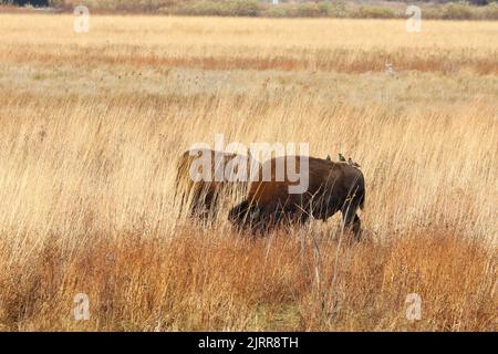Zwei amerikanische Bisons und Stare im Kankakee Sandreservat in der Nähe von Marokko im Nordwesten von Indiana Stockfoto